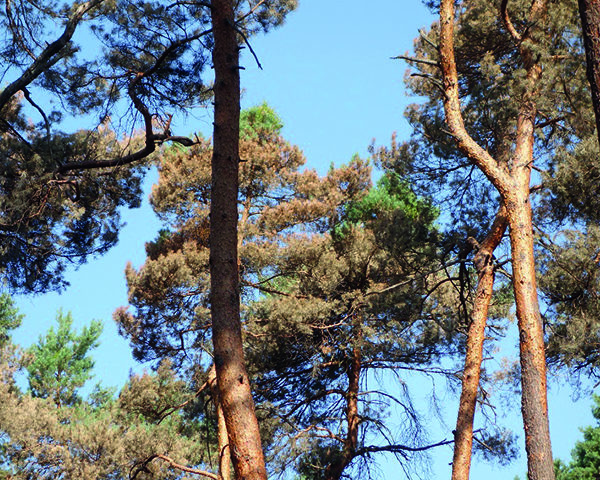 Kiefern im Wald