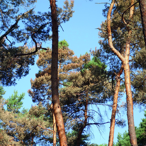 Kiefern im Wald